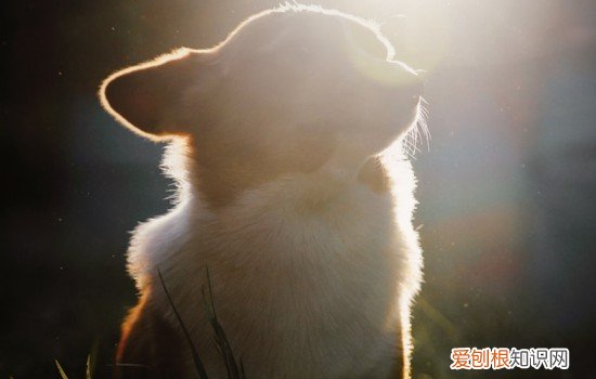 如何养柯基犬 如何养好柯基