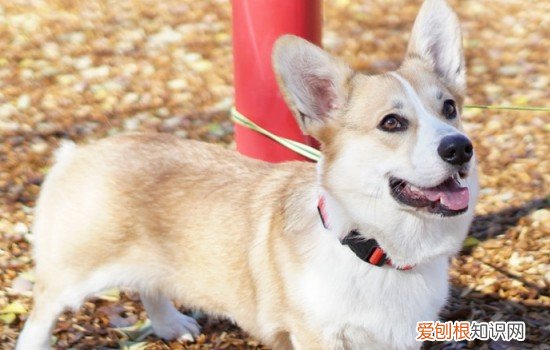 柯基是不是一定要断尾 柯基一定要断尾吗