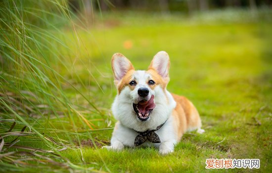 初次养柯基注意事项 第一次养柯基注意什么