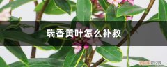 瑞香黄叶怎么回事 瑞香黄叶的原因和处理办法