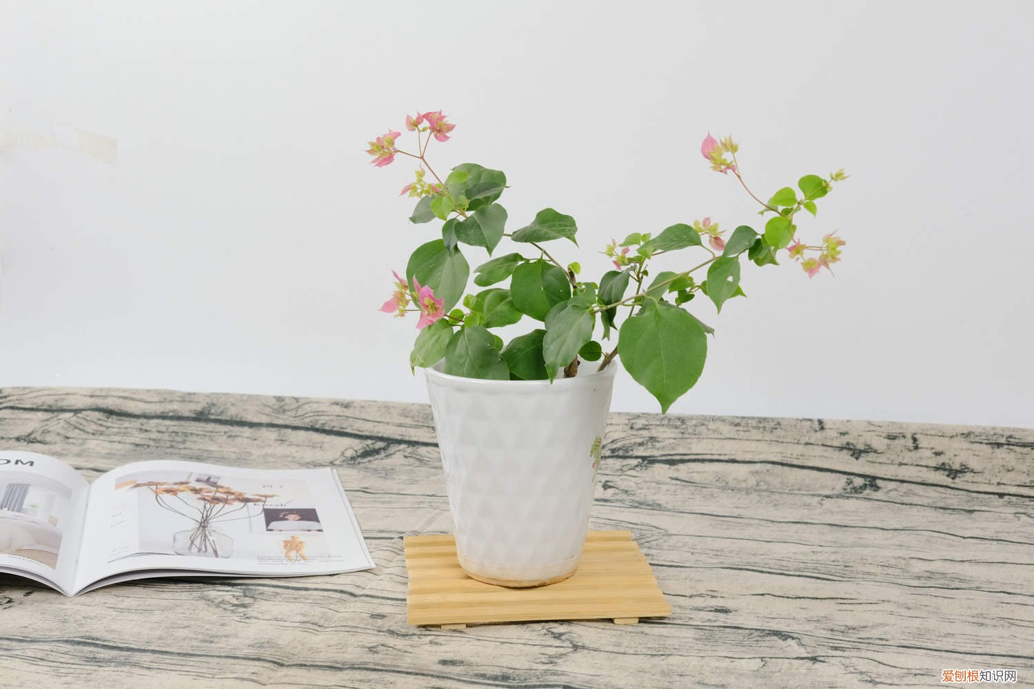 三角梅黄叶的原因和处理办法图片 三角梅黄叶的原因和处理办法