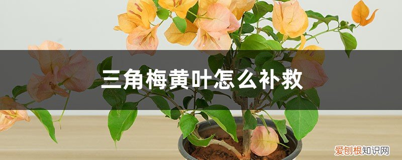 三角梅黄叶的原因和处理办法图片 三角梅黄叶的原因和处理办法