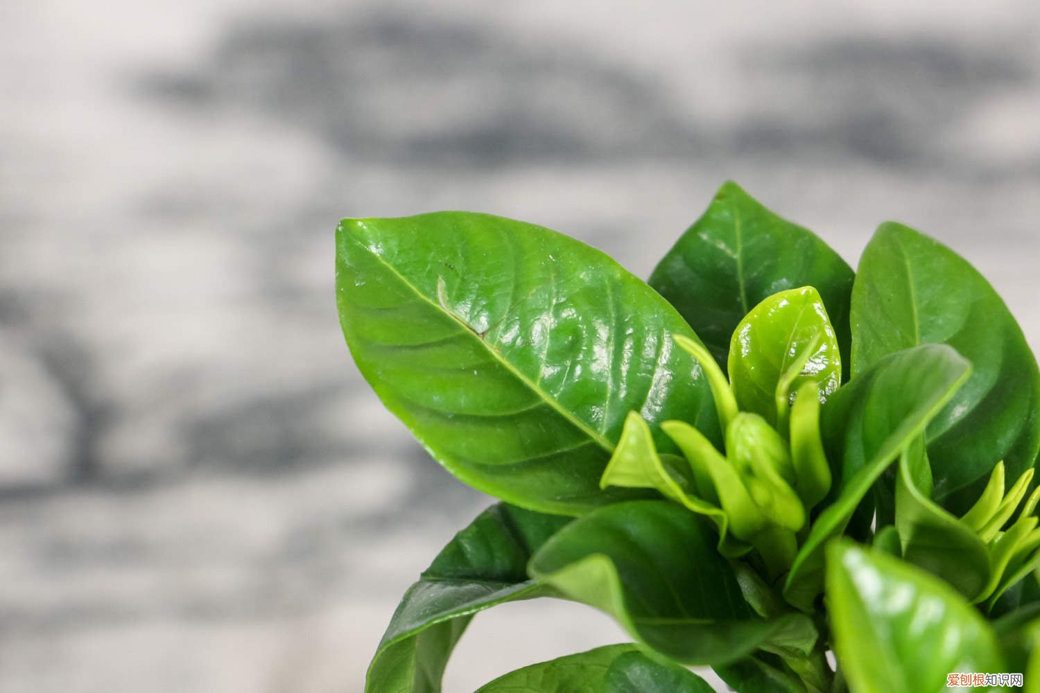 栀子花叶子黄了还有救吗 栀子花黄叶还能救吗,怎么救