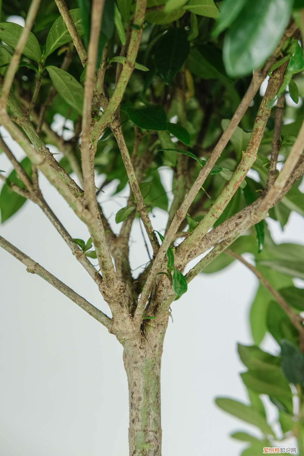 栀子花叶子黄了还有救吗 栀子花黄叶还能救吗,怎么救