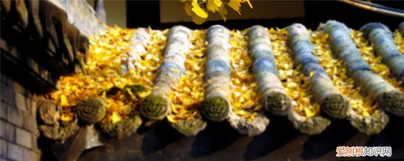 银杏叶子什么时间变黄 银杏什么时候黄,银杏叶变黄的原因