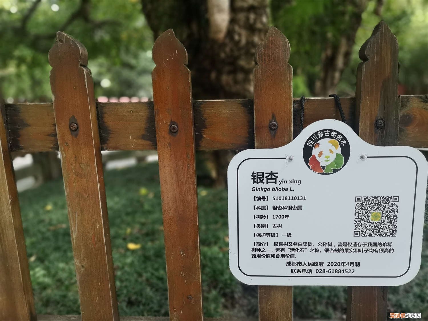 银杏叶子什么时间变黄 银杏什么时候黄,银杏叶变黄的原因