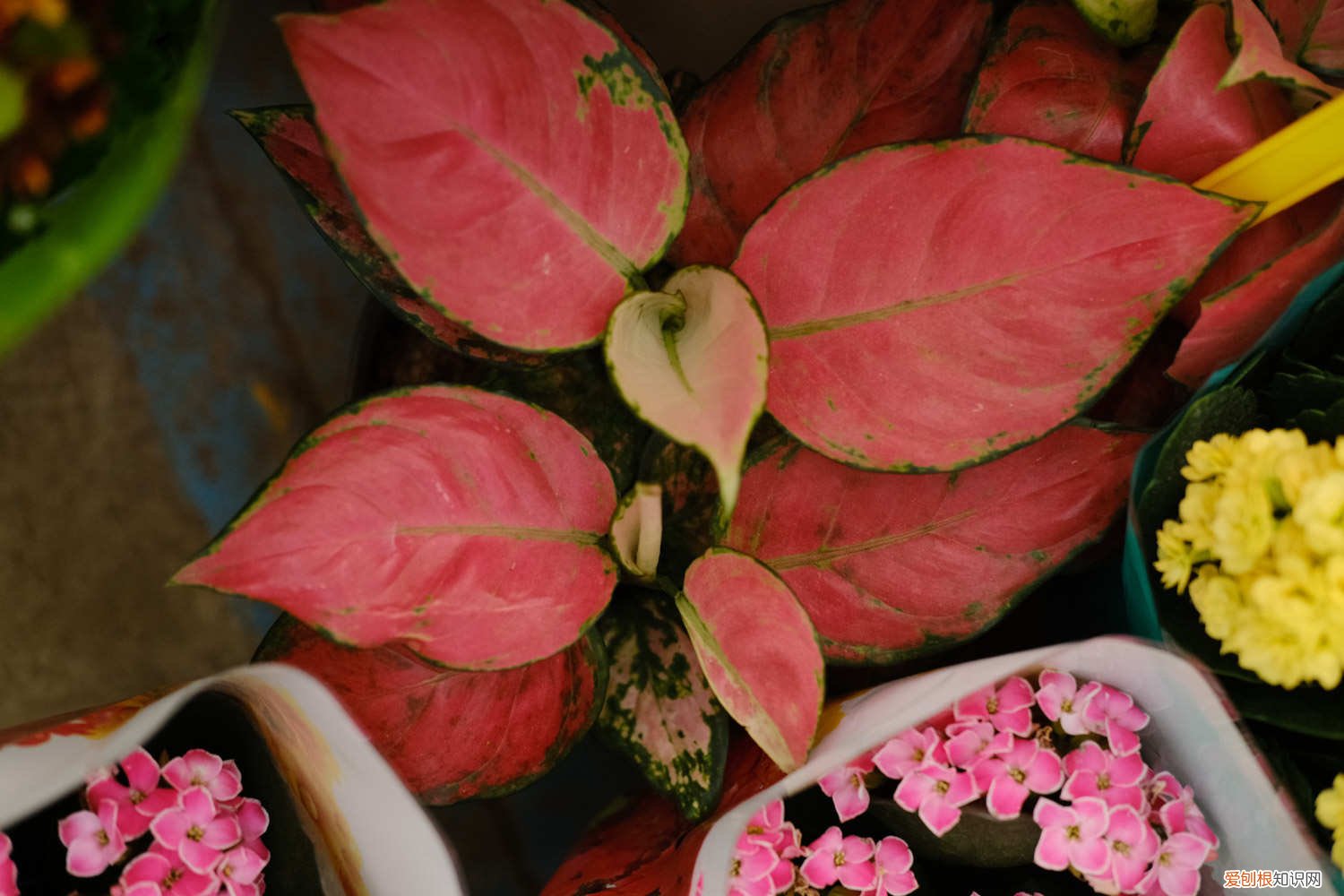 如意皇后叶子变黄 如意皇后黄叶的原因和处理办法