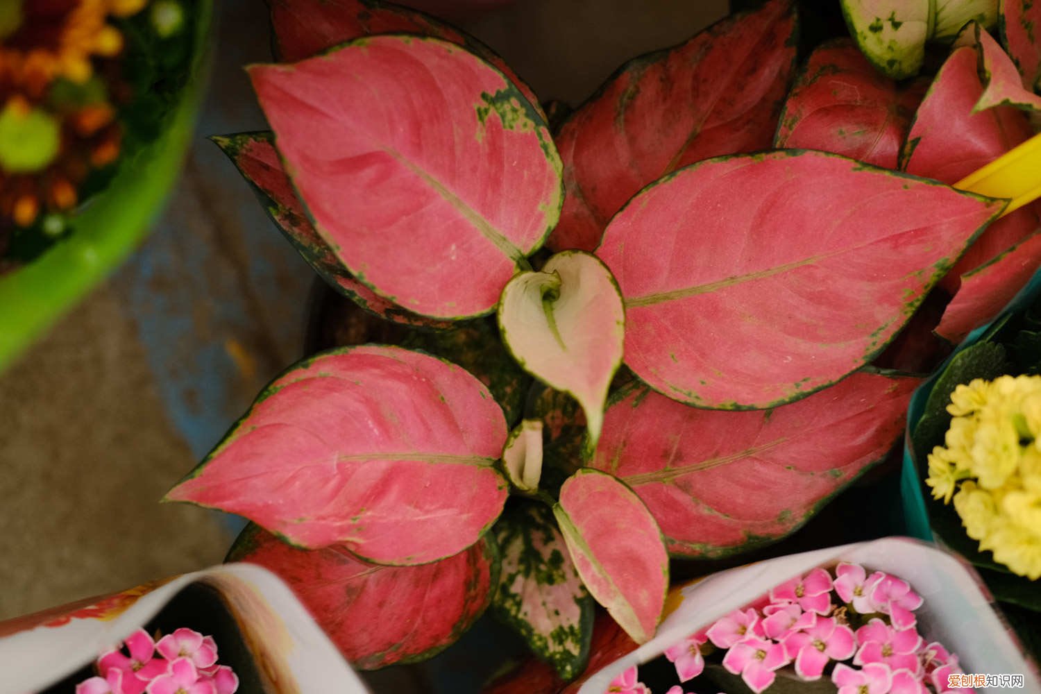 如意皇后叶子变黄 如意皇后黄叶的原因和处理办法