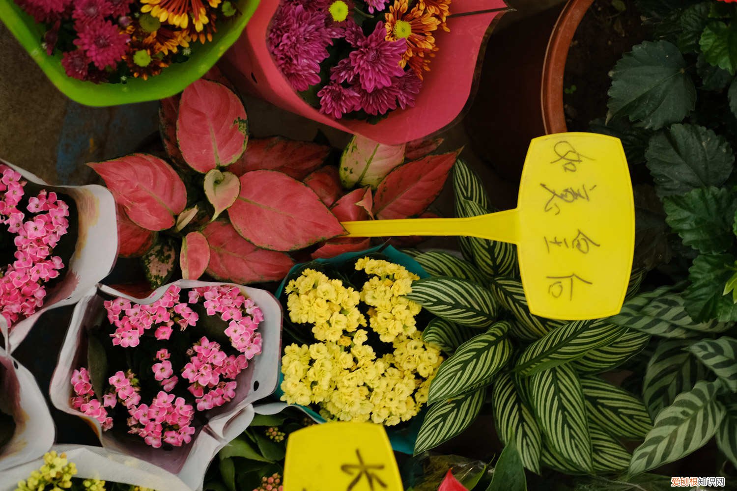 如意皇后叶子变黄 如意皇后黄叶的原因和处理办法