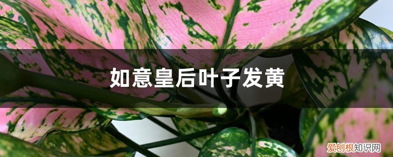 如意皇后叶子变黄 如意皇后黄叶的原因和处理办法