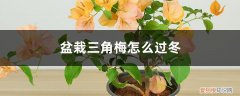 冬季怎样修剪三角梅 盆栽三角梅怎么过冬，怎么修剪