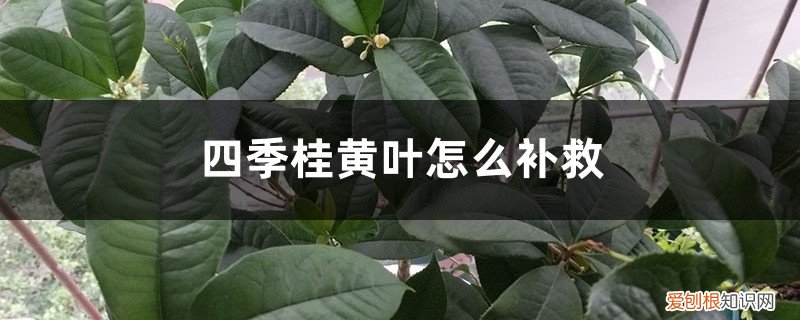 四季桂黄叶怎么回事 四季桂黄叶的原因和处理办法