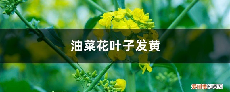 油菜叶枯黄怎么回事 油菜花黄叶的原因和处理办法