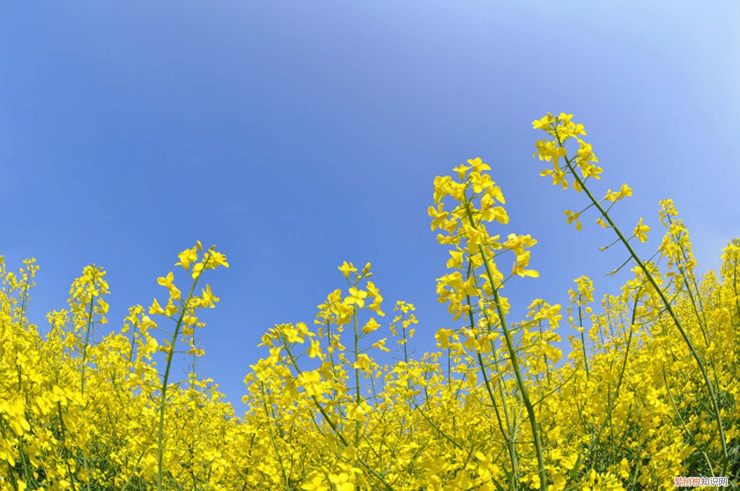 油菜叶枯黄怎么回事 油菜花黄叶的原因和处理办法