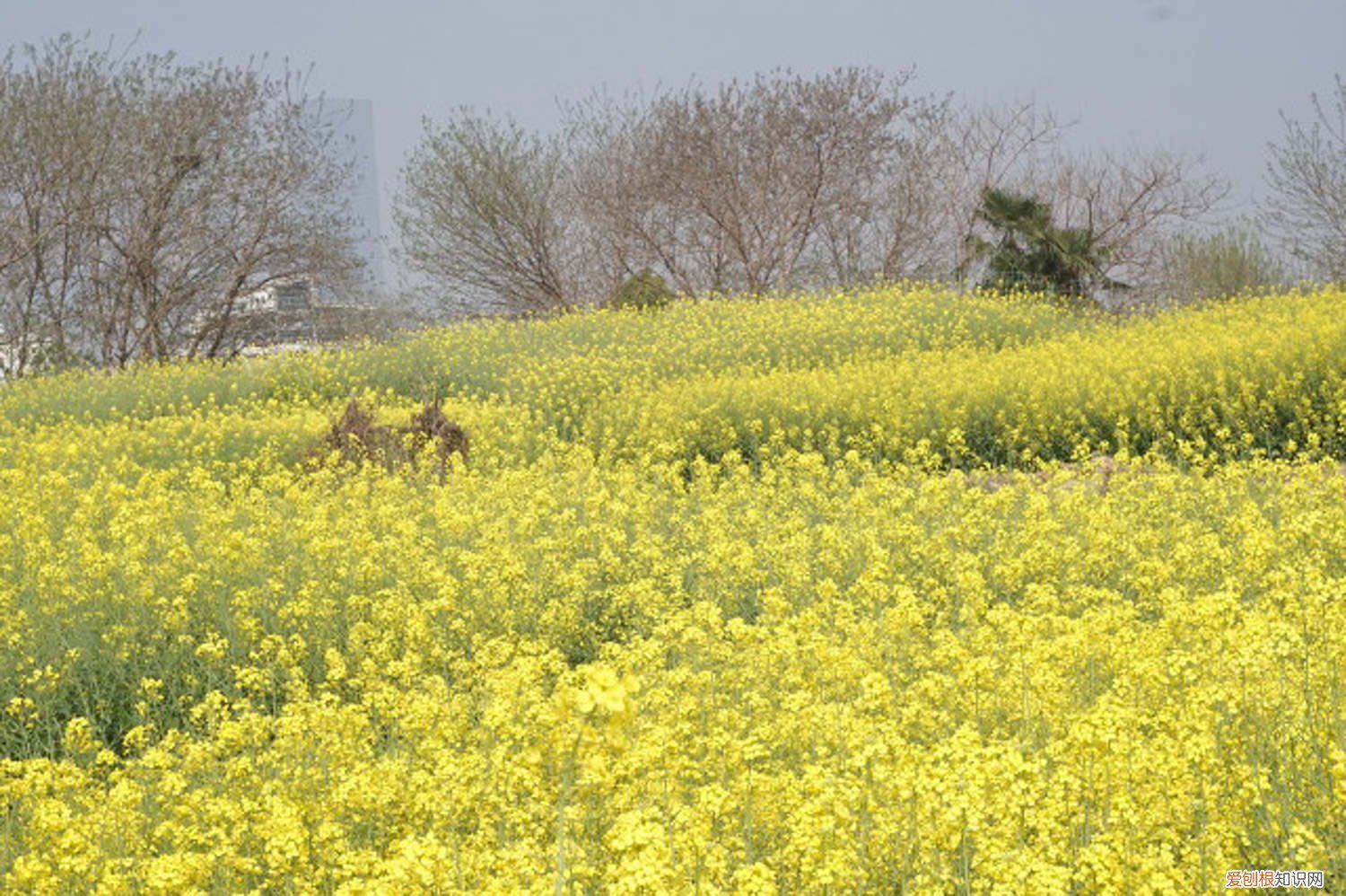 油菜叶枯黄怎么回事 油菜花黄叶的原因和处理办法