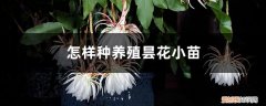 盆栽昙花的养殖方法和注意事项 怎样种养殖昙花小苗，小苗种植多久可以施肥