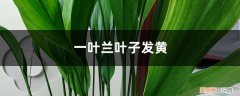 兰花出现黄叶是什么问题应该怎么处理 一叶兰黄叶的原因和处理办法