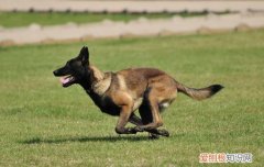 马犬吃剩菜剩饭可以吗 马犬不能吃剩饭剩菜