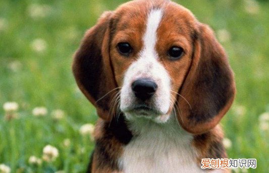 为什么不能打比格犬 不能打比格犬的原因