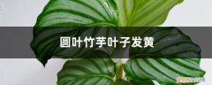 竹芋叶黄怎么回事 圆叶竹芋黄叶的原因和处理办法