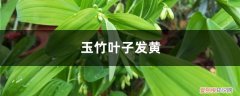 玉竹黄叶的原因和处理办法图片 玉竹黄叶的原因和处理办法