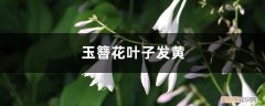 玉簪花黄叶子是怎么回事 玉簪花黄叶的原因和处理办法