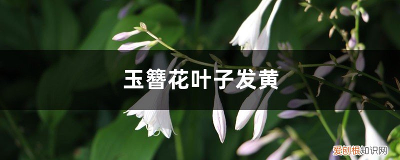 玉簪花黄叶子是怎么回事 玉簪花黄叶的原因和处理办法