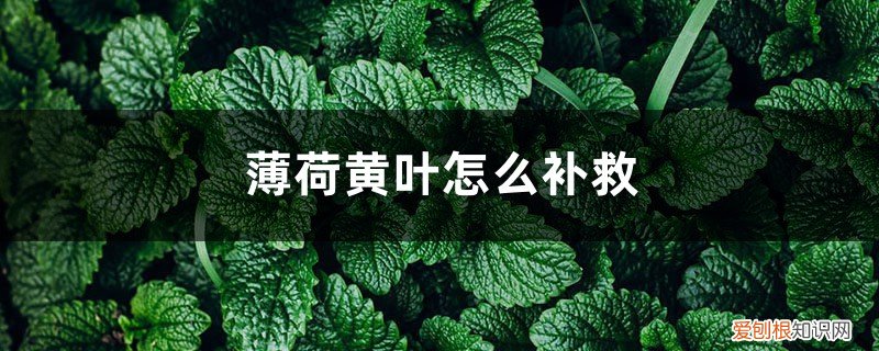 薄荷黄叶怎么回事 薄荷黄叶的原因和处理办法