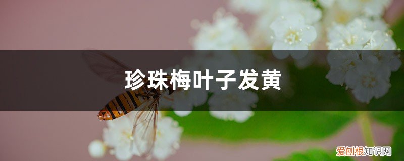 珍珠梅黄叶子怎么办 珍珠梅黄叶的原因和处理办法