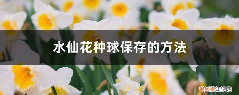 水仙花种球怎么储存 水仙花种球保存的方法，如何挑选水仙花的种球