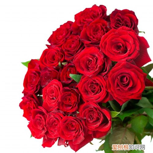 一束玫瑰花多少钱 一束玫瑰花一般是几朵