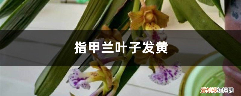 指甲花黄叶怎么回事 指甲兰黄叶的原因和处理办法