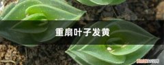 重扇黄叶的原因和处理办法视频 重扇黄叶的原因和处理办法