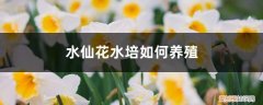 水仙花水培如何养殖,水养多久能开花 水仙花水培如何养殖，水养多久能开花