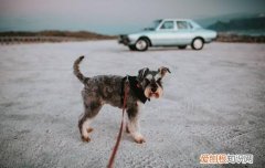 雪纳瑞晚上不睡觉怎么办 雪纳瑞晚上不睡觉妙招