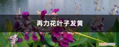 花黄叶掉叶怎么办 再力花黄叶的原因和处理办法