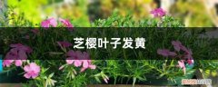 樱花黄叶子怎么回事 芝樱黄叶的原因和处理办法