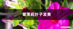 茉莉花叶子发黄发紫怎么回事 紫茉莉黄叶的原因和处理办法