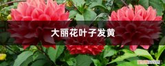 大丽花黄叶怎么回事 大丽花黄叶的原因和处理办法