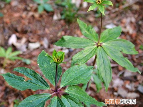 七叶一枝花图片赏析 七叶一枝花的作用与功效