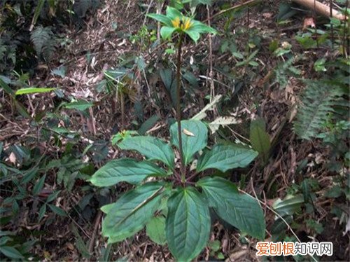 七叶一枝花图片赏析 七叶一枝花的作用与功效