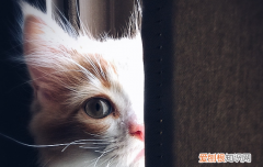 猫过敏的症状表现 猫过敏症状有哪些