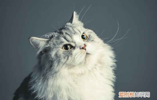猫咪肝肾功能衰竭 猫咪肝脏衰竭能活多久