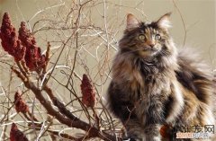 挪威森林猫怎么养 适合新手养吗