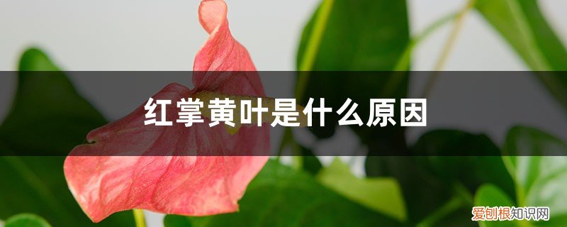 红掌叶黄怎么回事 红掌黄叶的原因和处理办法