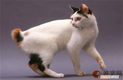日本短尾猫怎么养 多少钱一只