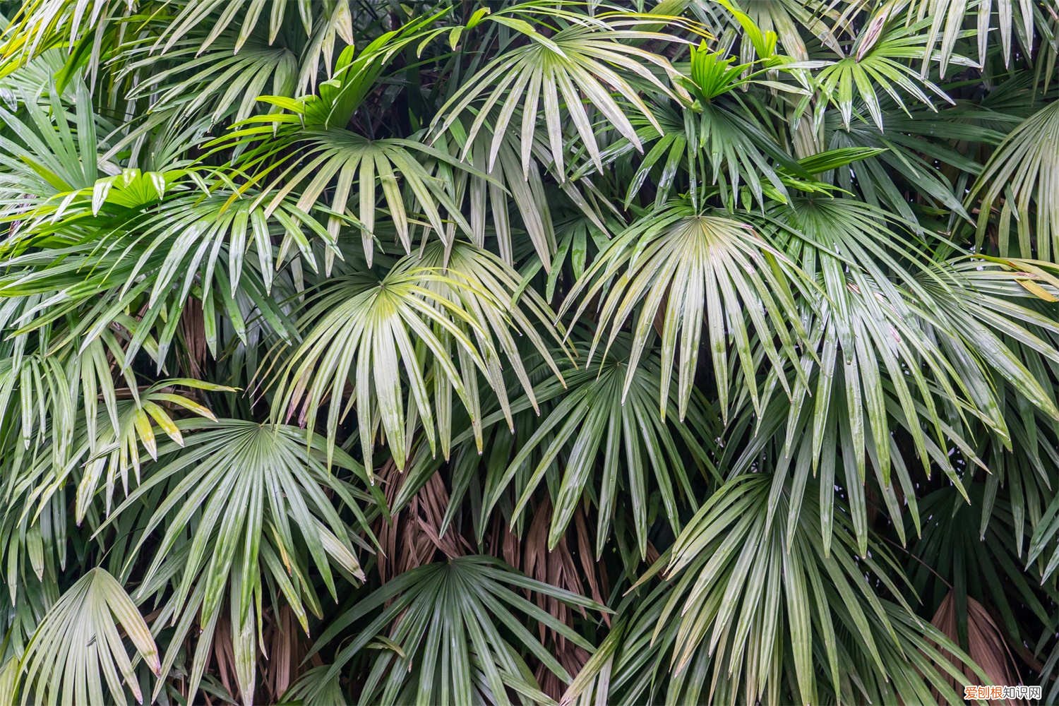 棕竹叶子在冬天发黄怎么回事 棕竹黄叶的原因和处理办法