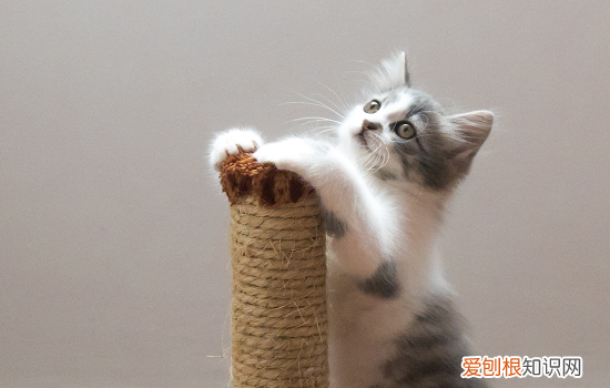 猫咪可以吃豆腐吗 猫能吃豆腐吗