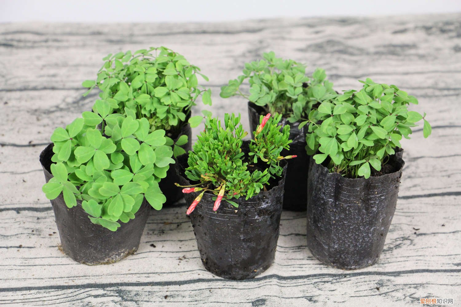 酢浆草叶子发白 酢浆草黄叶的原因和处理办法