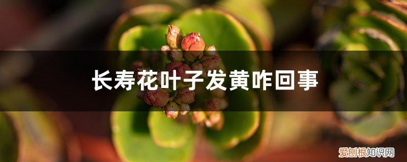 长寿花叶发黄什么原因 长寿花叶子发黄咋回事